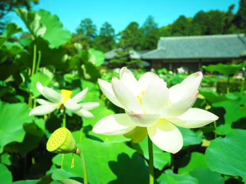 image_1751396104.png