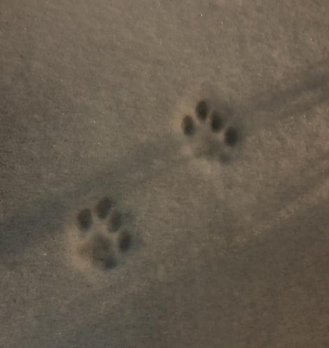 img-3958_1708970893.jpeg