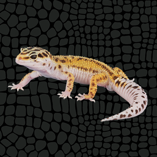 img-8780_1717383608.png