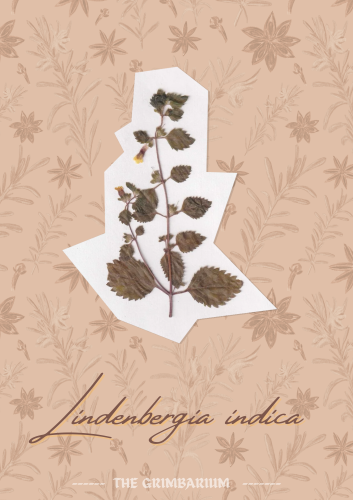 imglind_1758889959.png
