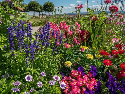 impossible-to-kill-outdoor-plants-1-2000-f513b0574cb04674a1bce40b832b28dd-1_1749769198.jpg