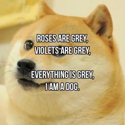 inappropriate-roses-are-red-poems-which-only-your-valent-003_1738645456.jpg