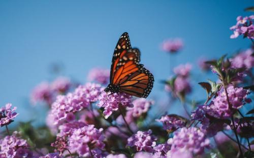 justin-docanto-q-i-sxorsqw-unsplash_1689001519.jpg