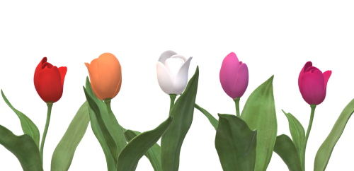 lesbian-tulips_1682377823.png