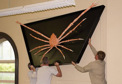 lightbox-spotlight-rutgers-geology-museum-giant-spider-crab-returns-to-museum_1714541902.jpg