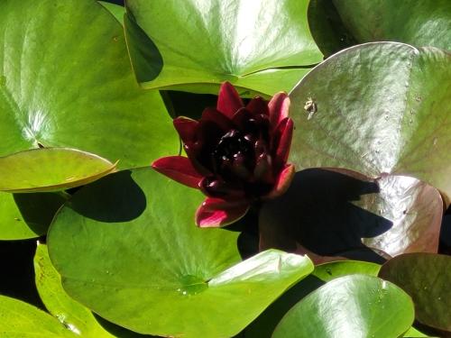lilypad_1757260843.jpg