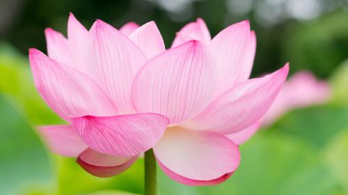 lotus-wallpaper-001_1714401992.jpg