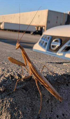 mantis_1756919926.jpg