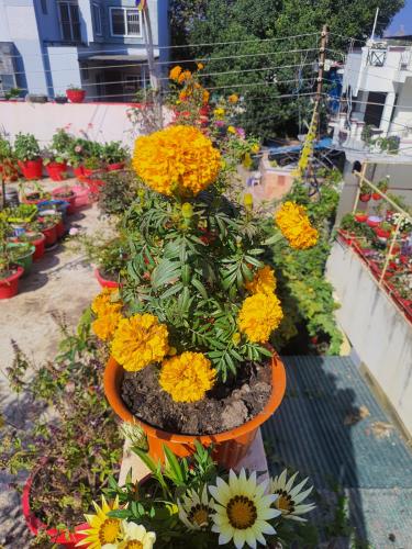 marigold_1702890084.jpg