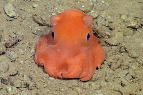 mbari_1714453189.jpg