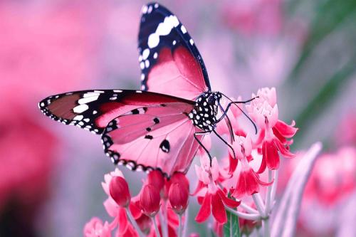 medium-nature-wall-poster-butterfly-on-the-flower-high-original-imafpzxg8hk5ggsj-1_1750991837.jpeg