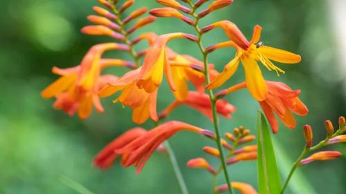 montbretia-flowers-1_1744341629.jpg