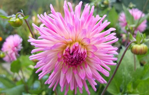 new-dahlia-spikey-1_1742515037.jpg