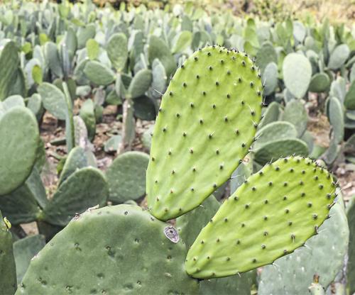 nopales-images-600x500-cactus_1757563168.jpg