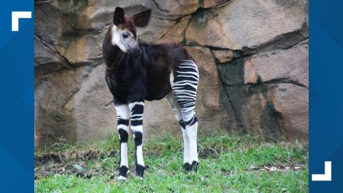 okapi2_1713580255.jpg