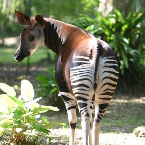 okapi_1713580247.jpg