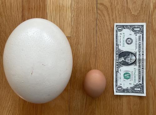 ostrich-chicken-egg-comparison_1713920936.jpg