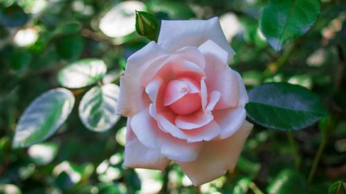 pink-flowers-pink-roses-1024x576-1_1757647666.jpg