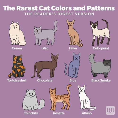 rarest-cat-colors-and-patterns-infographic-gettyimages-1216924538-v2_1713761392.jpg