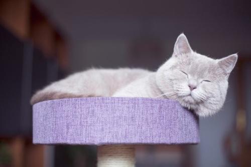 rd-lilac-cat-gettyimages-1128537995-jvedit_1713761414.jpg