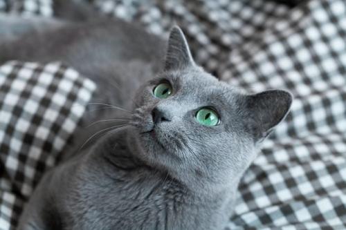 rd-russian-blue-cat-gettyimages-1396337574-jvedit_1713761513.jpg
