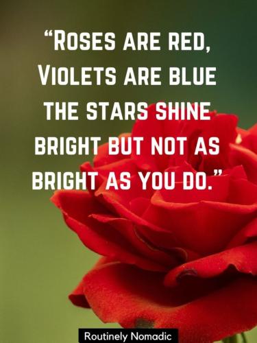 roses-are-red-violets-are-blue-768x1024_1738557708.jpg