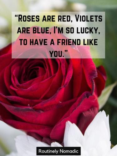 roses-are-red-violets-are-blue-poems-for-friends-768x1024_1738558163.jpg