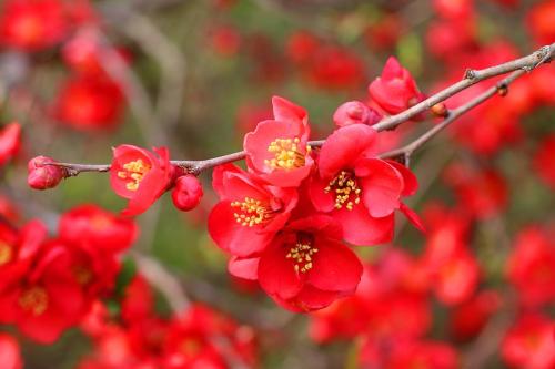scarlet-quince-blooms-kathryn-meyer-1_1746677711.jpg
