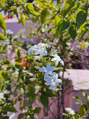 star-jasmine_1702890132.jpg