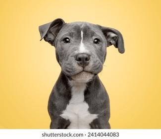 studio-headshot-portrait-cute-rescued-260nw-2414044083_1729643417.jpg