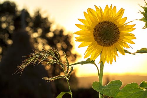 sunflower-1127174-1920_1683123740.jpg