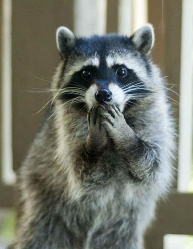 surprised-animals-19_1709232271.jpeg