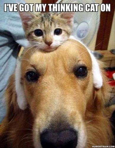 thinking-cat_1709194266.jpg