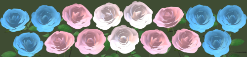 transgender-roses-2-crop_1699898399.png