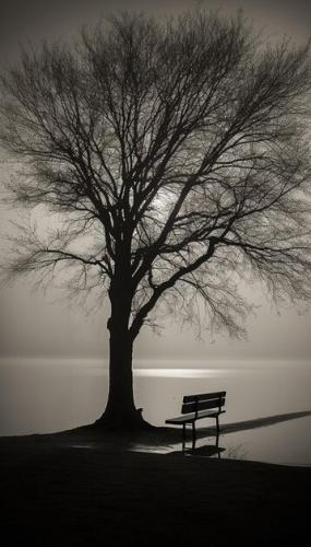 tree-bench-are-sidewalk-by-water-902049-6335_1701678141.jpg