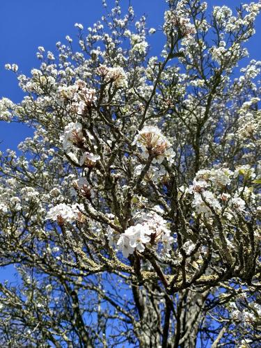 tree_1748950314.jpeg