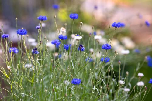 types-of-wildflowers-4061772-04-b3d236a074ae46fca7f00d294f2e0246-1_1752794666.jpg