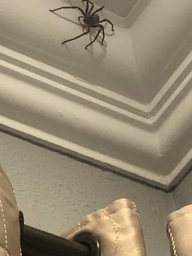 venomous-spider-found-uk-dn00-scaled_1718759944.jpg