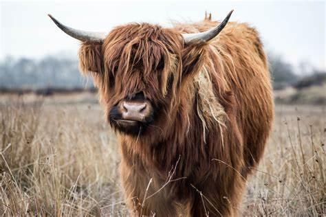 yak_1706766163.jpeg