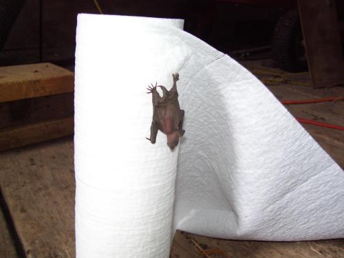 01-bat-on-papertowels-in-barn-2012_1736570219.JPG