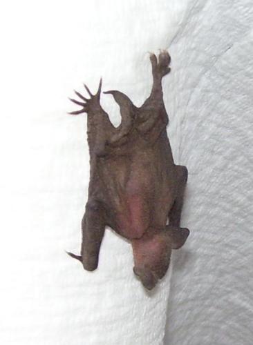 02-bat-on-papertowels-in-barn-2012_1736570231.JPG