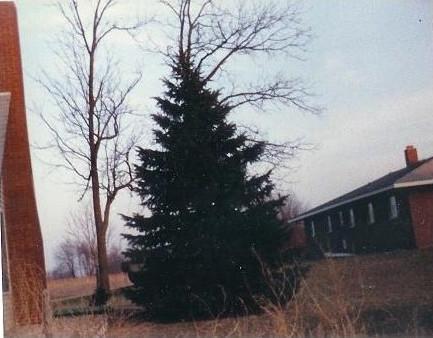05-tree_1736121755.JPG