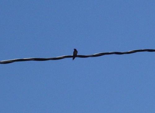 06-100-0931crop_1736627324.JPG