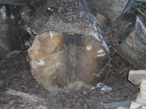 06-outside-wood-pile-06_1736729176.JPG