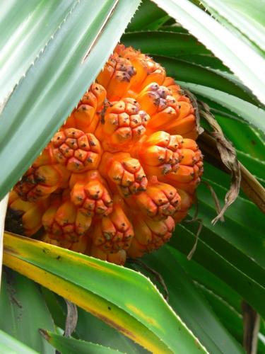 060629-high-island-07-pandanus-tectorius-768x1024_1774056104.jpg