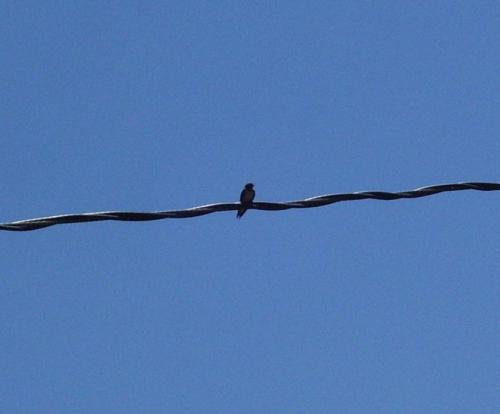 08-100-0932crop_1736627346.JPG