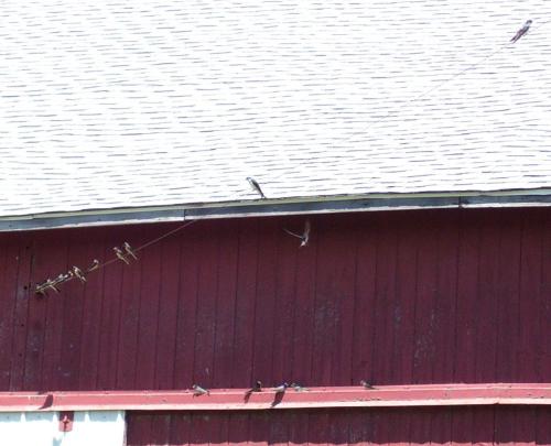 15-100-0956crop_1736635654.JPG