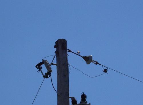 16-100-0938crop_1736627445.JPG