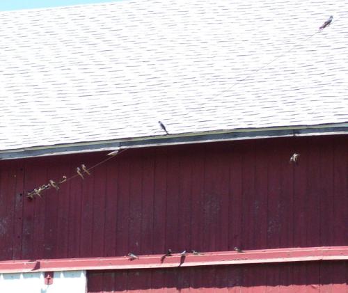 17-100-0957crop_1736635700.JPG