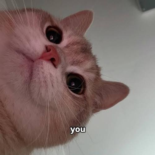 17705116039142414402844983526510_1770511610.jpg